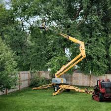 How Our Tree Care Process Works  in  South Monrovia Island, CA