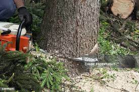 Best Hazardous Tree Removal  in South Monrovia Island, CA