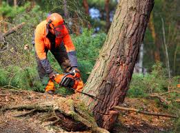 Professional Tree Care in South Monrovia Island, CA