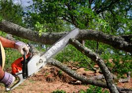 Best Tree Preservation Services  in South Monrovia Island, CA