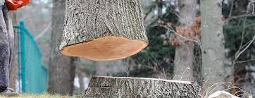 Best Tree Cabling and Bracing  in South Monrovia Island, CA
