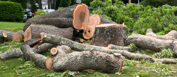 Best Root Management and Removal  in South Monrovia Island, CA