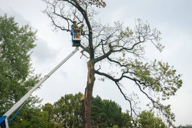 Best Palm Tree Trimming  in South Monrovia Island, CA
