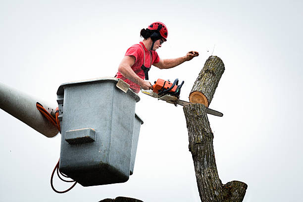 Best Tree Mulching  in South Monrovia Island, CA
