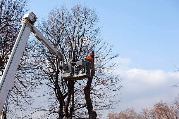 Best Tree Trimming and Pruning  in South Monrovia Island, CA