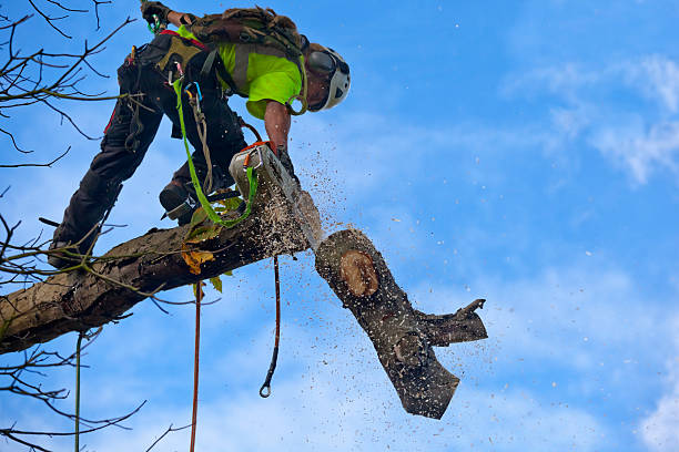 Best Arborist Consultation Services  in South Monrovia Island, CA